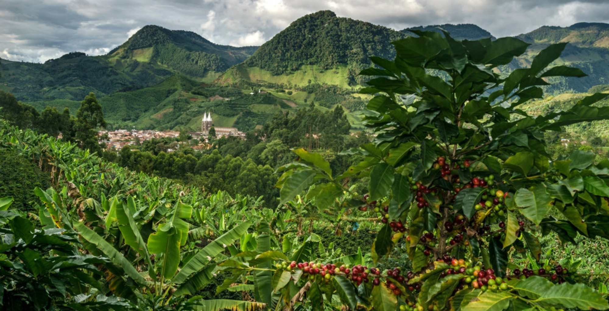 Colombia coffee plantation